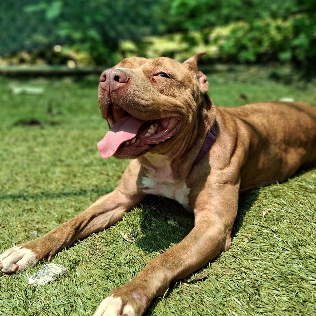 Sutton 9349, a Adoptable Mixed Breed in Hamilton, GA image 6/6