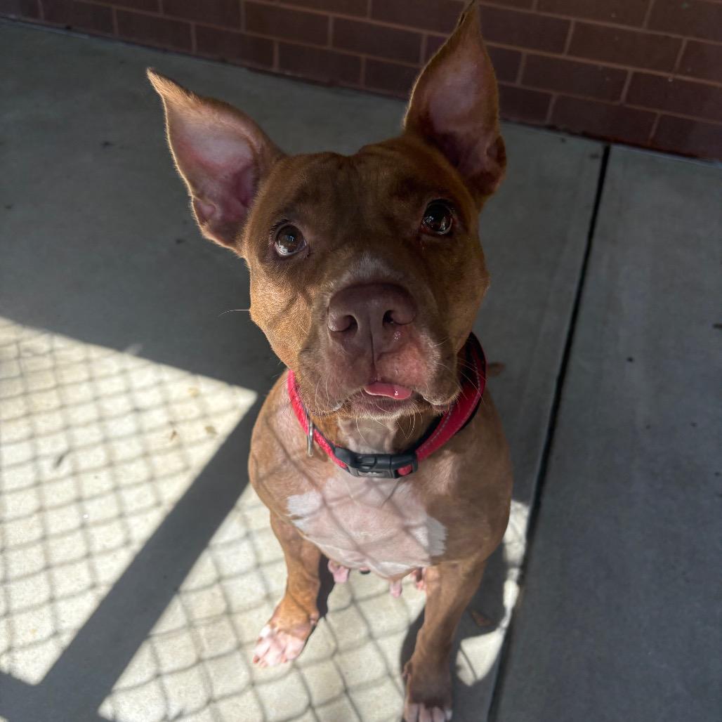 Enlarge Sutton, a Adoptable Mixed Breed in Hamilton, GA image 6/6