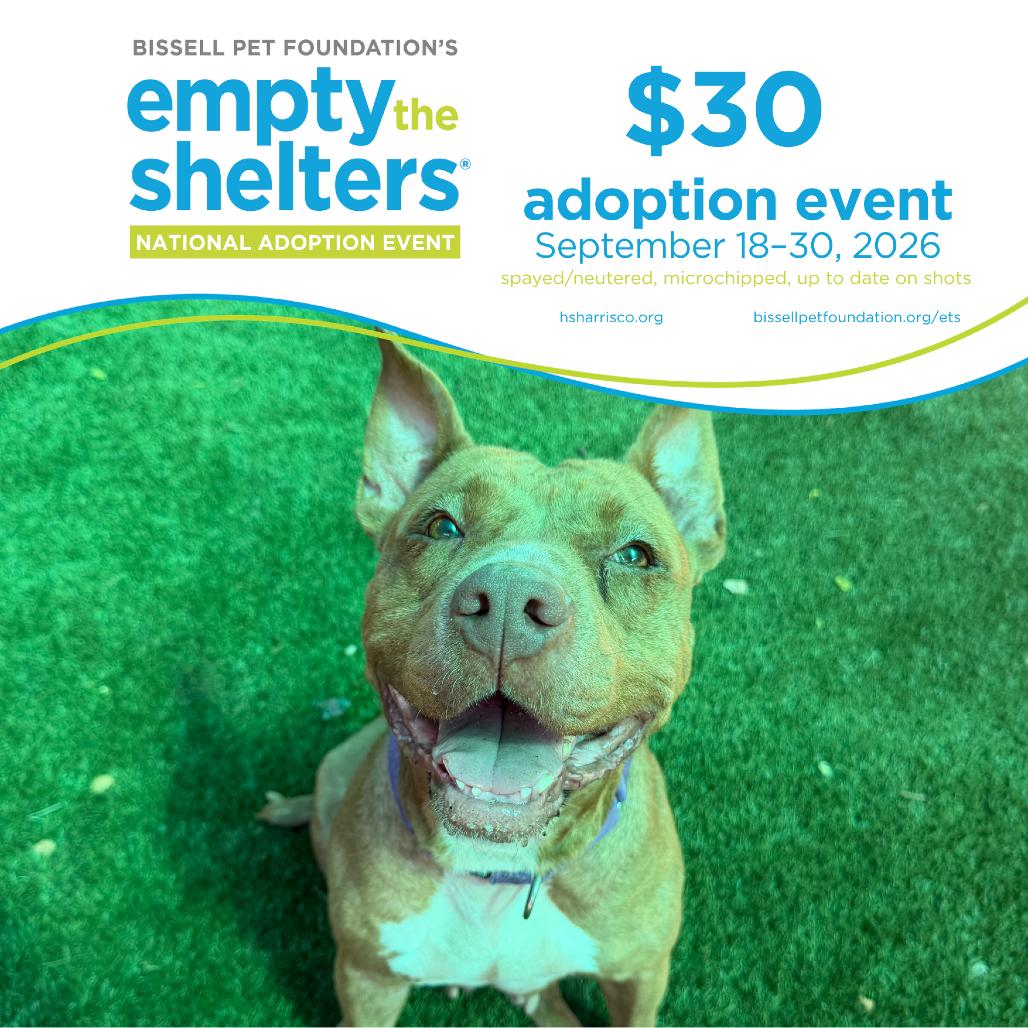 Enlarge Sutton 9349, a Adoptable Mixed Breed in Hamilton, GA image 6/6
