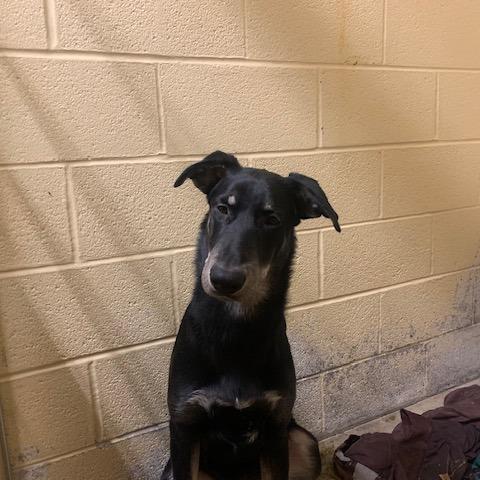 Lasso, Adoptable, Young Male German Shepherd Dog & Husky.