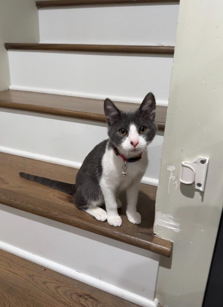 Enlarge Jack, a Adopted Domestic Short Hair in Westwood, NJ image 1/1