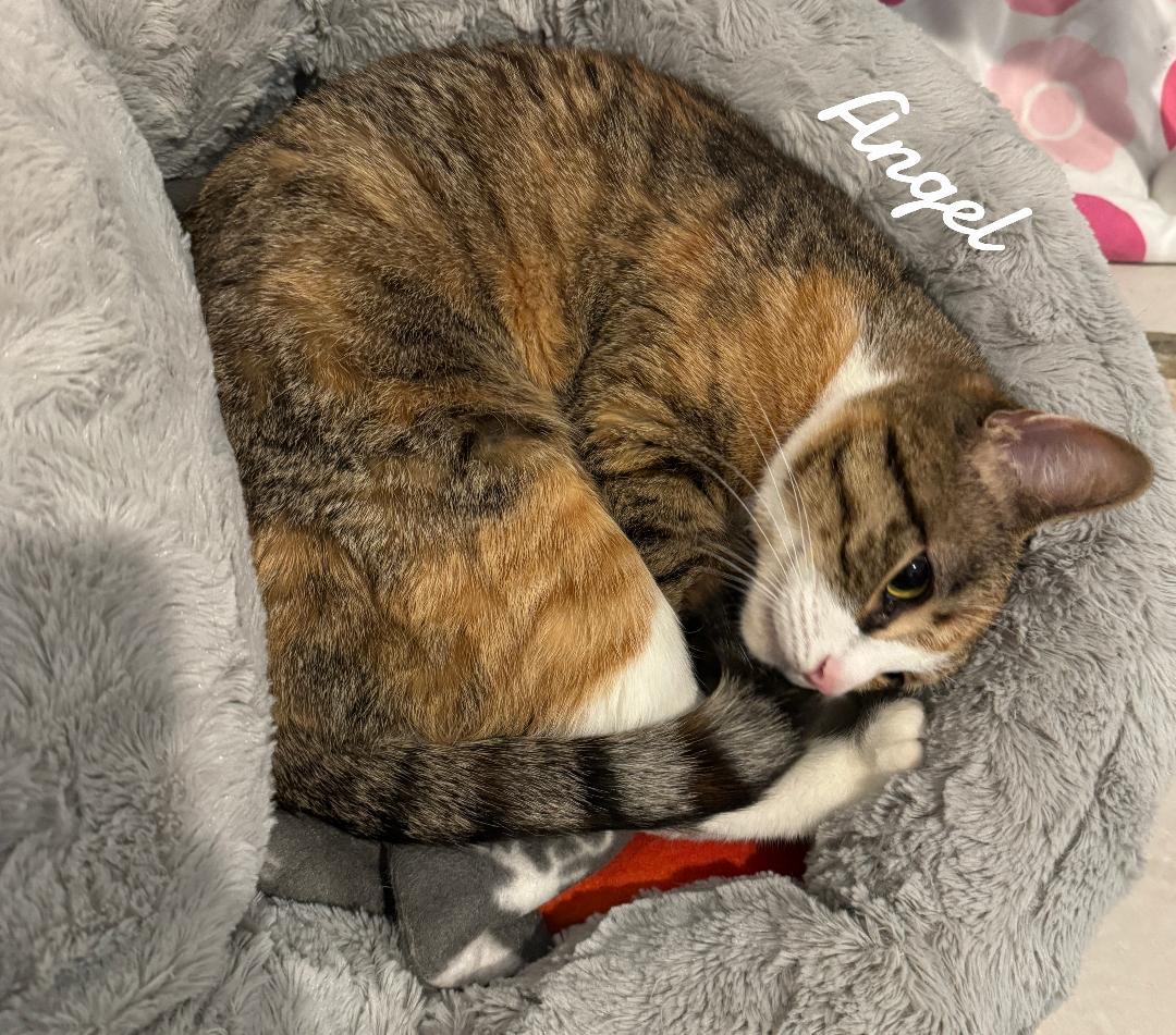 Enlarge Angel, a Adoptable Domestic Short Hair in Naugatuck, CT image 2/3