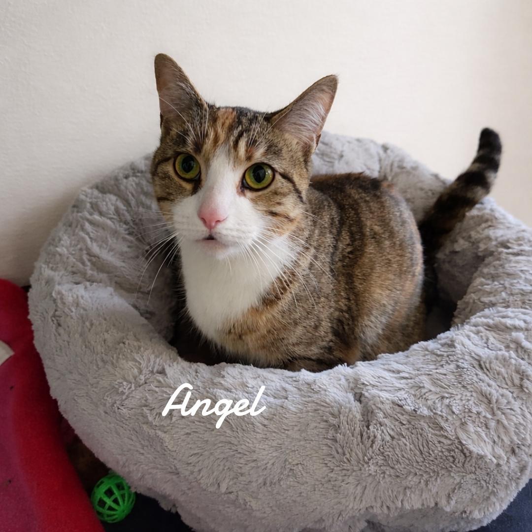 Enlarge Angel, a Adoptable Domestic Short Hair in Naugatuck, CT image 3/3