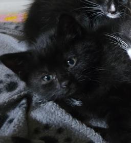 Enlarge Dolomite, a ADOPTABLE Domestic Short Hair in Indianapolis, IN image 2/4