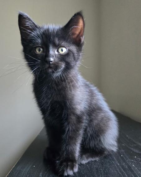 Dolomite, ADOPTABLE, Kitten Male Domestic Short Hair.