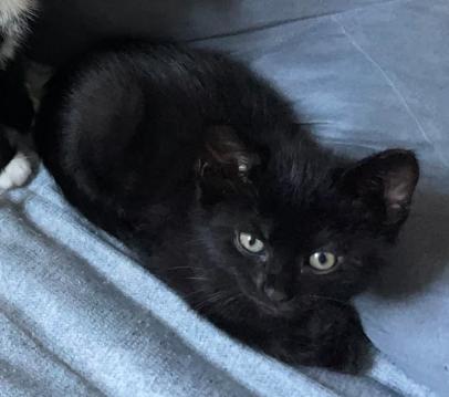 Enlarge Dolomite, a ADOPTABLE Domestic Short Hair in Indianapolis, IN image 4/4