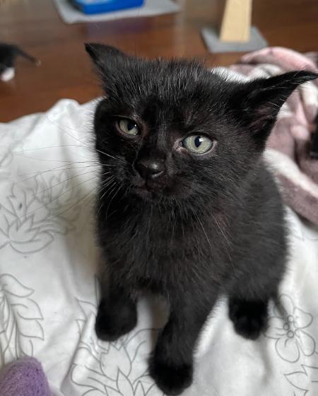 Enlarge Dolomite, a ADOPTABLE Domestic Short Hair in Indianapolis, IN image 3/4