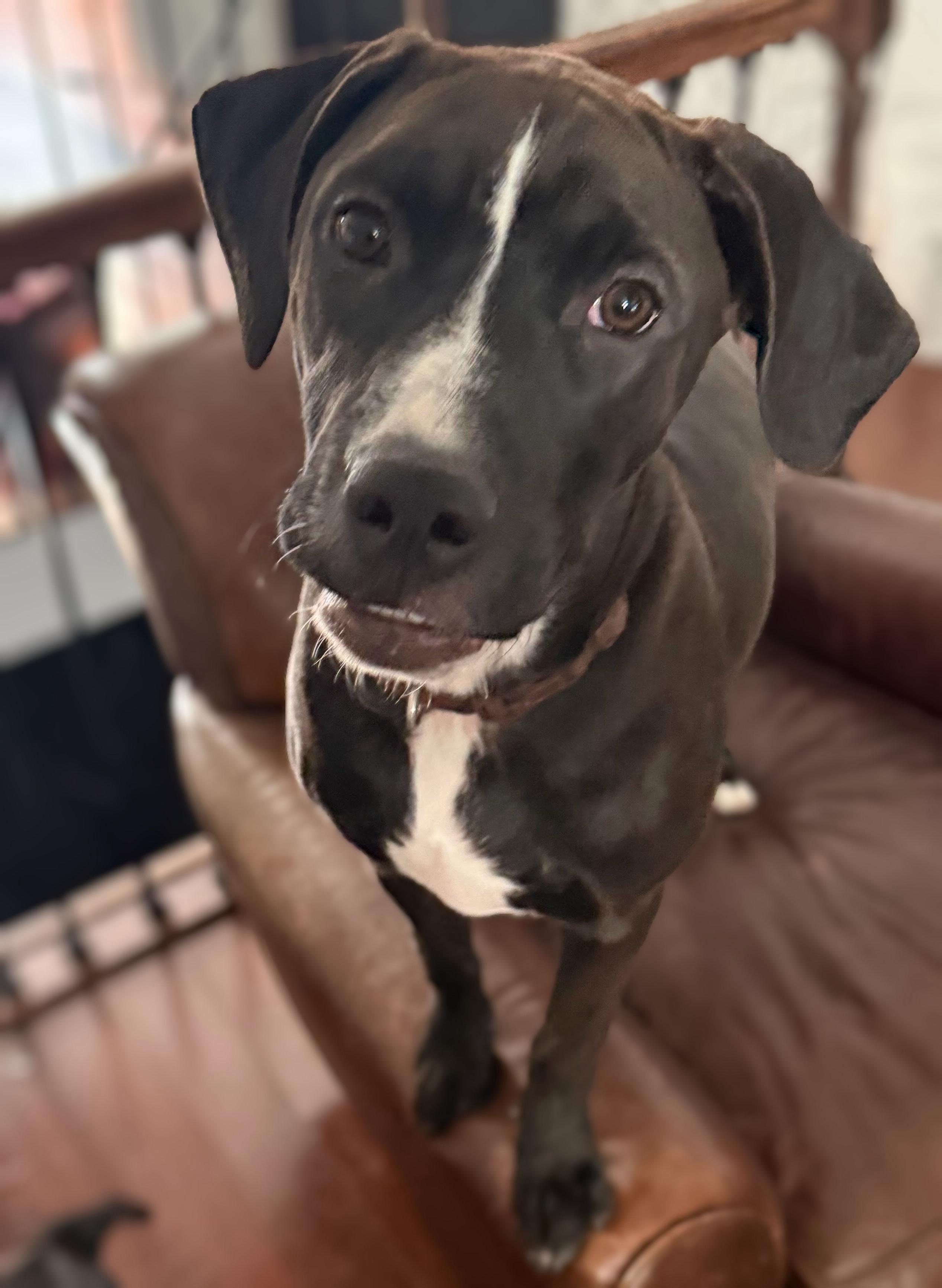 Enlarge SIMONE, a Adoptable mixed breed in Brooklawn, NJ image 1/3