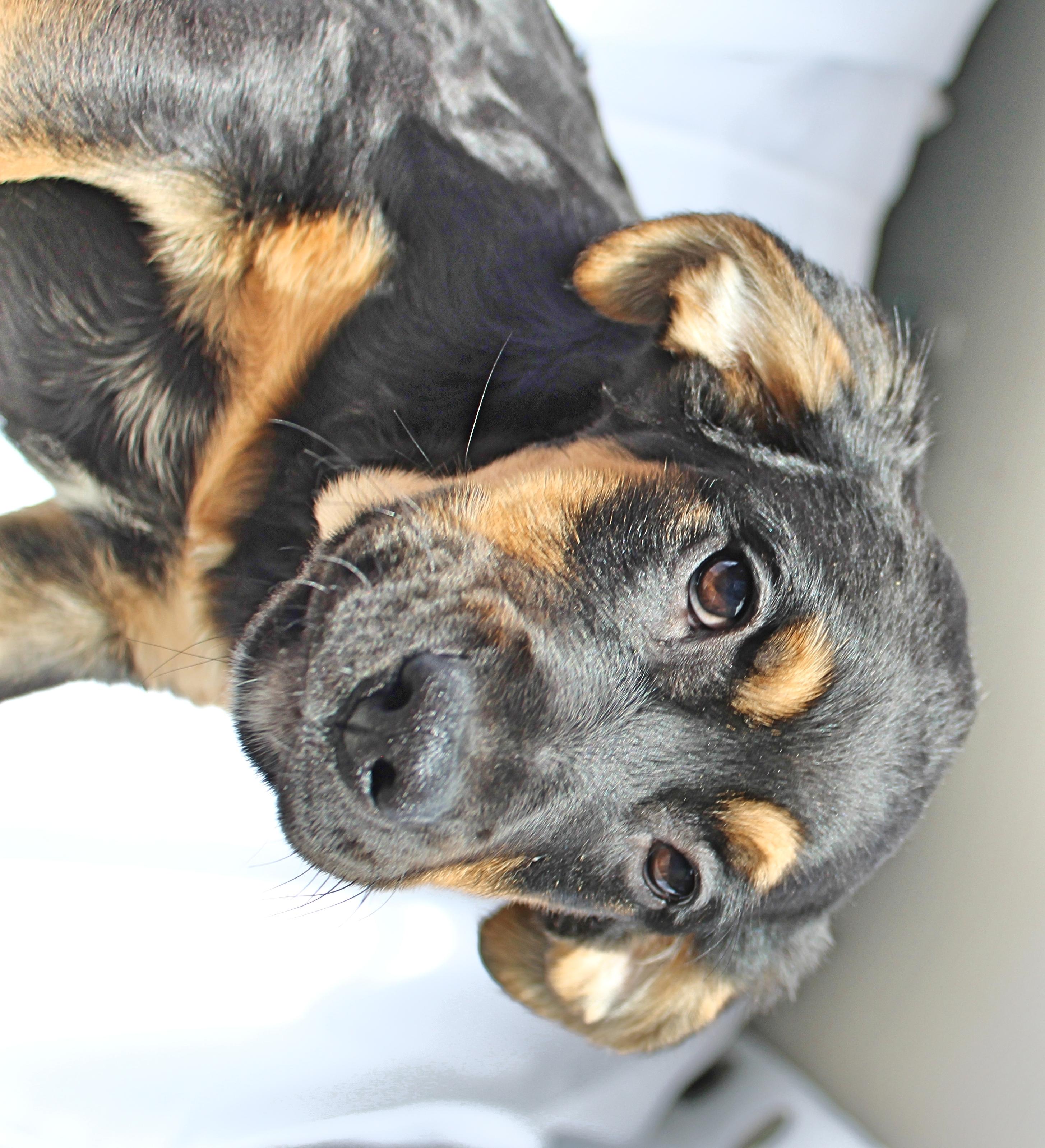 Enlarge Buttercup, a ADOPTABLE mixed breed in Springfield, OH image 3/6