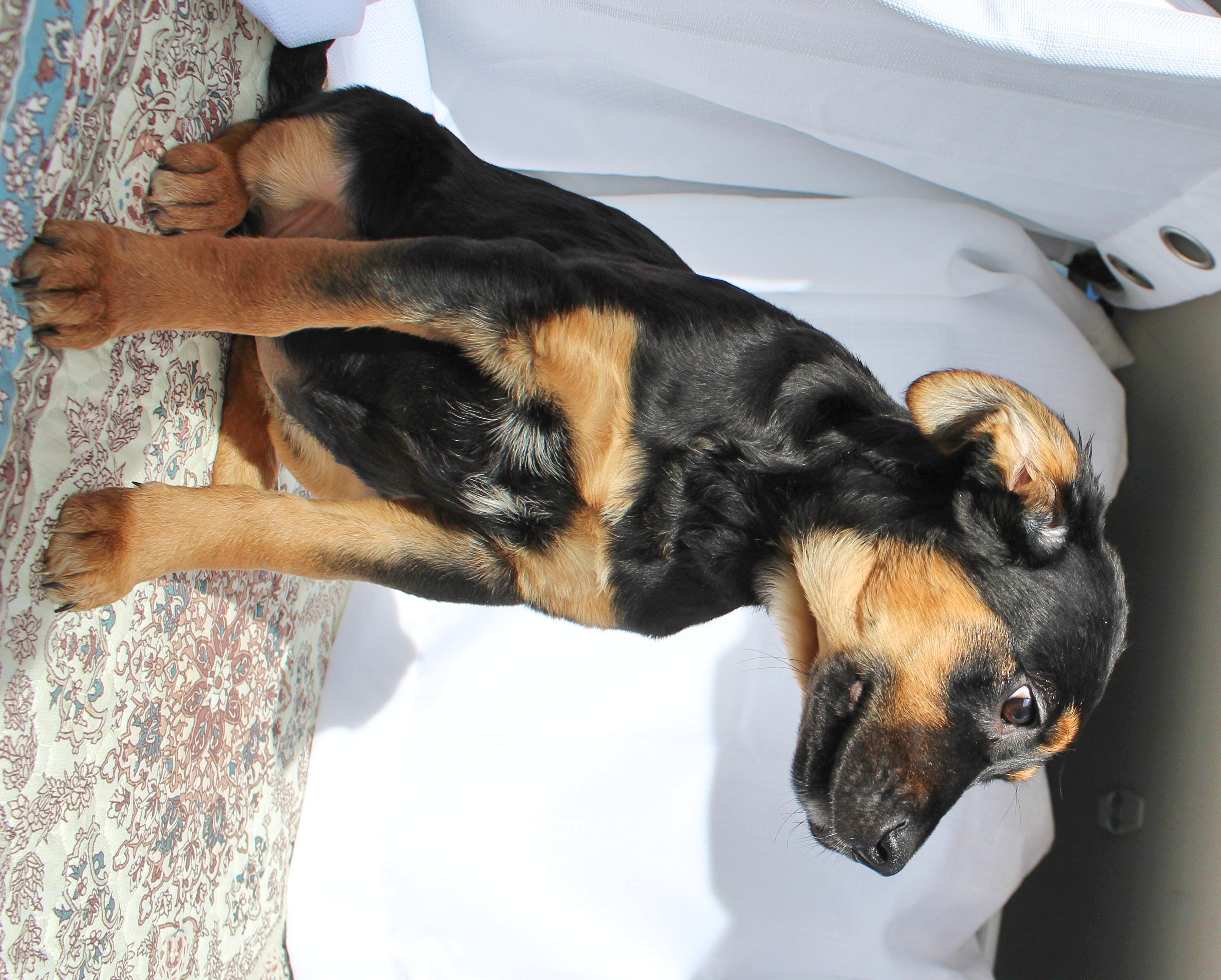 Enlarge Buttercup, a ADOPTABLE mixed breed in Springfield, OH image 5/6