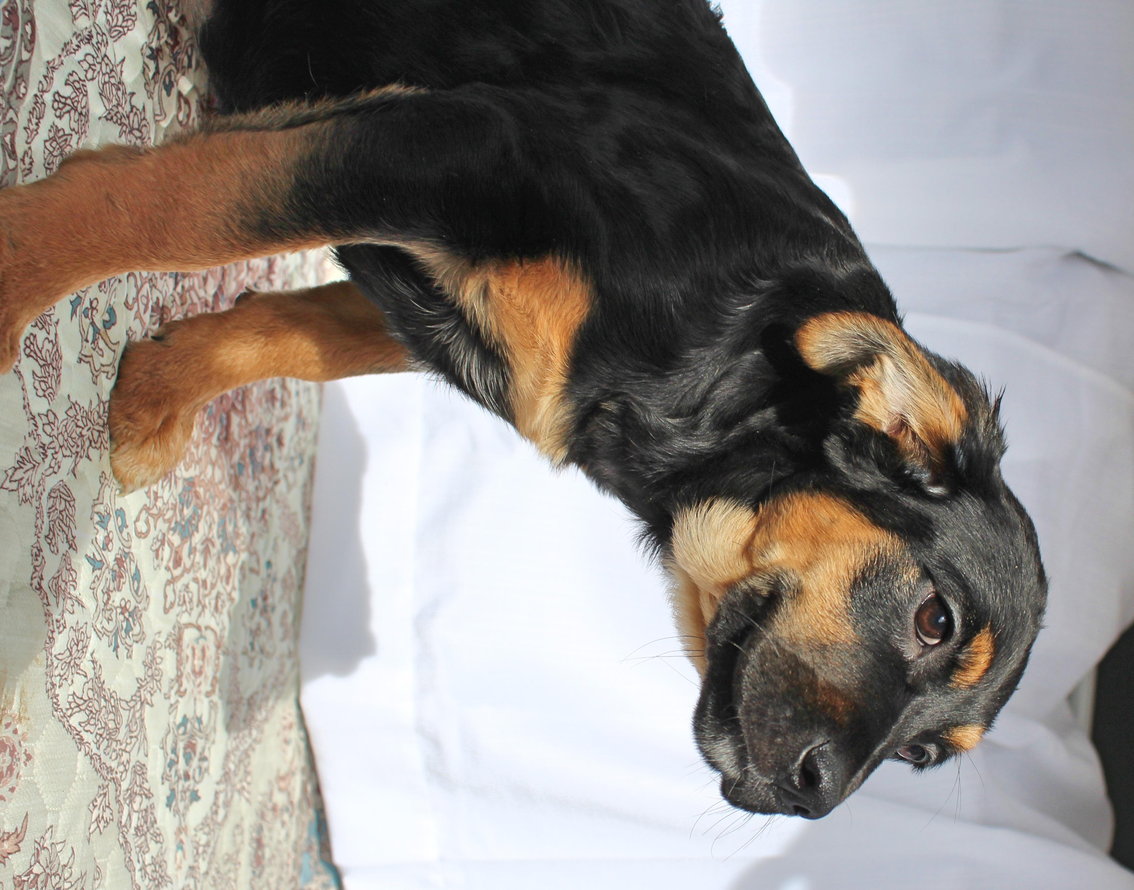 Enlarge Buttercup, a ADOPTABLE mixed breed in Springfield, OH image 6/6