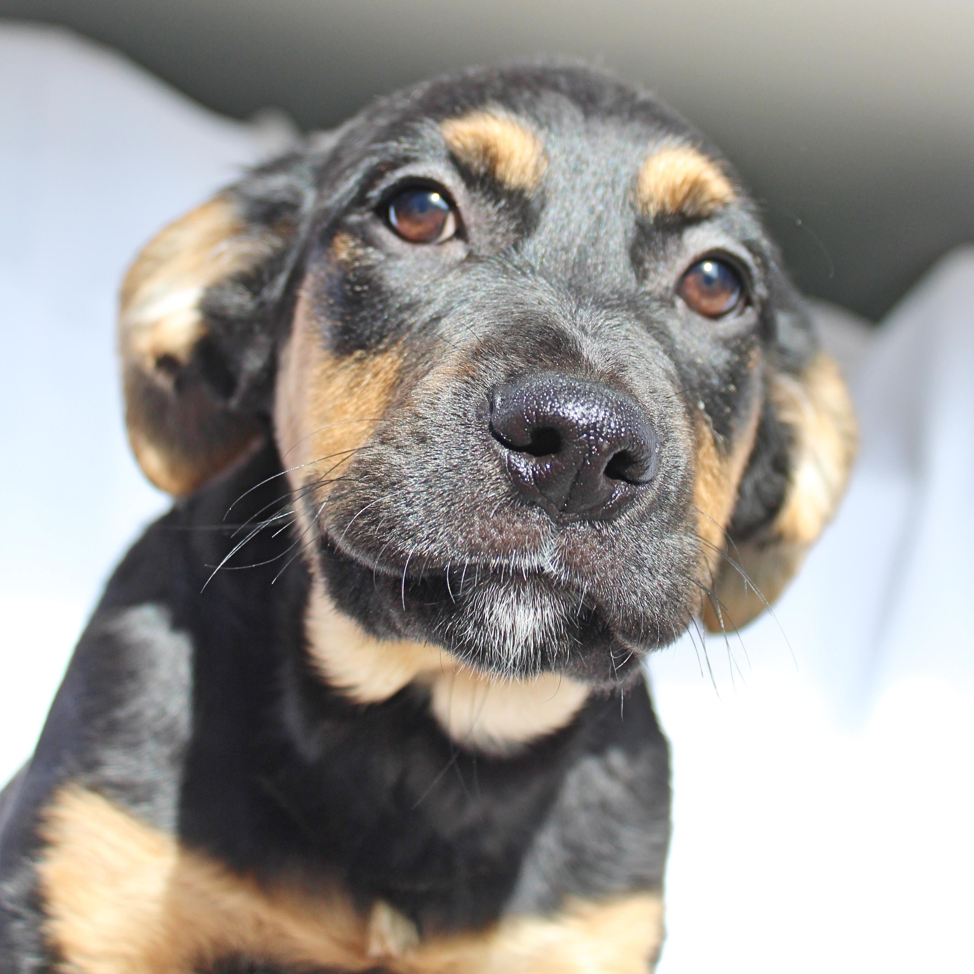 Buttercup, ADOPTABLE, Puppy Female Shepherd & Rottweiler.