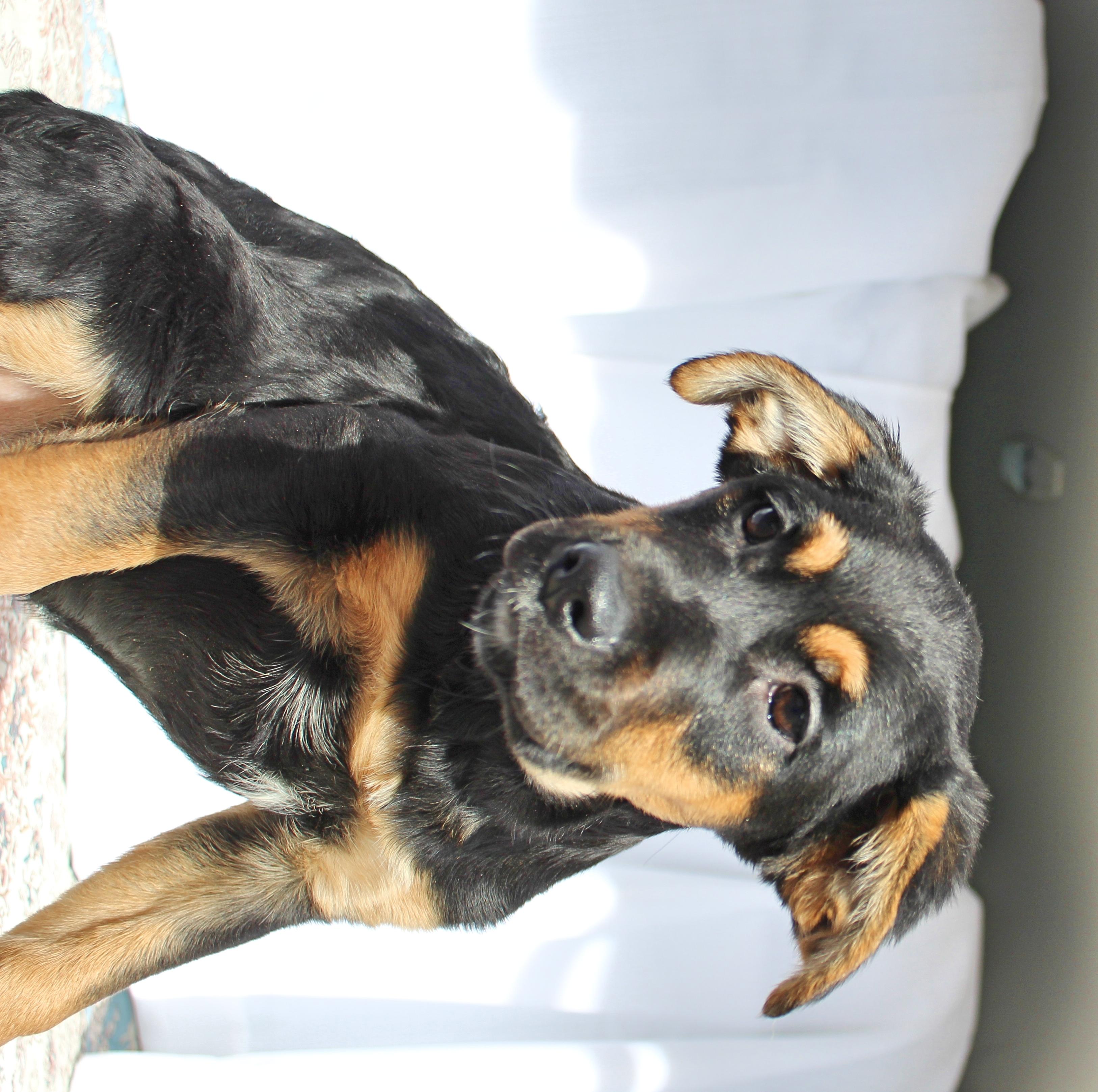 Enlarge Buttercup, a ADOPTABLE mixed breed in Springfield, OH image 4/6