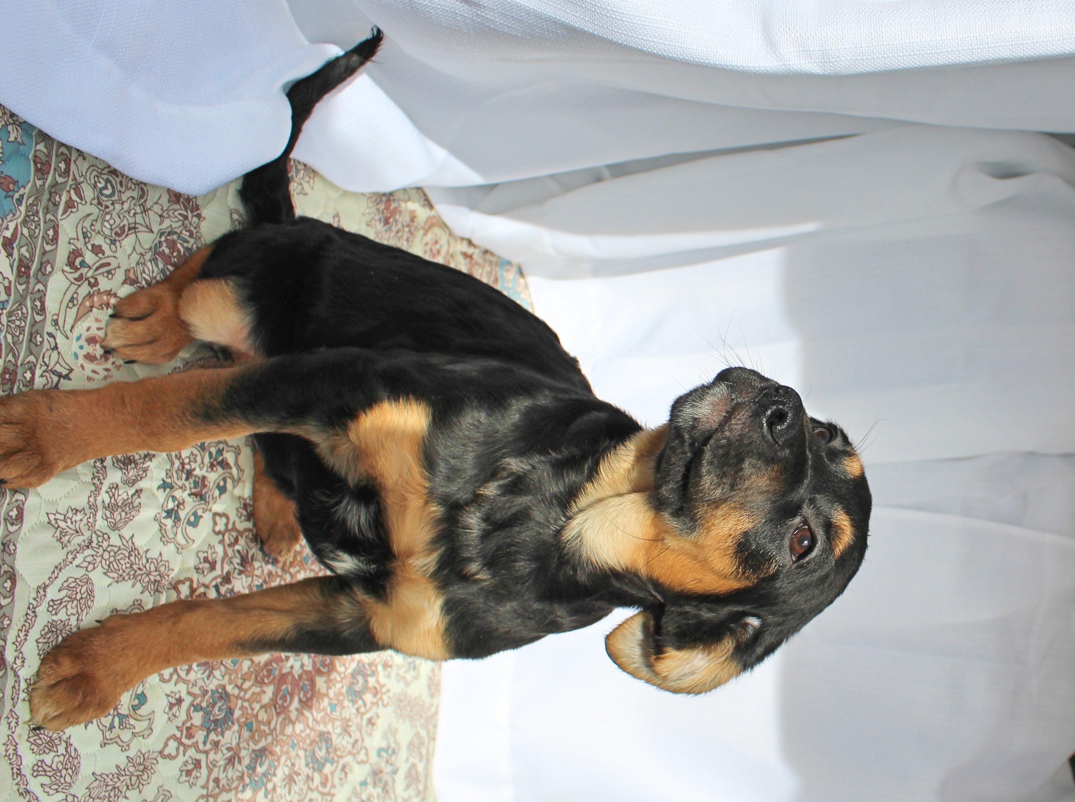 Buttercup thumbnail 6