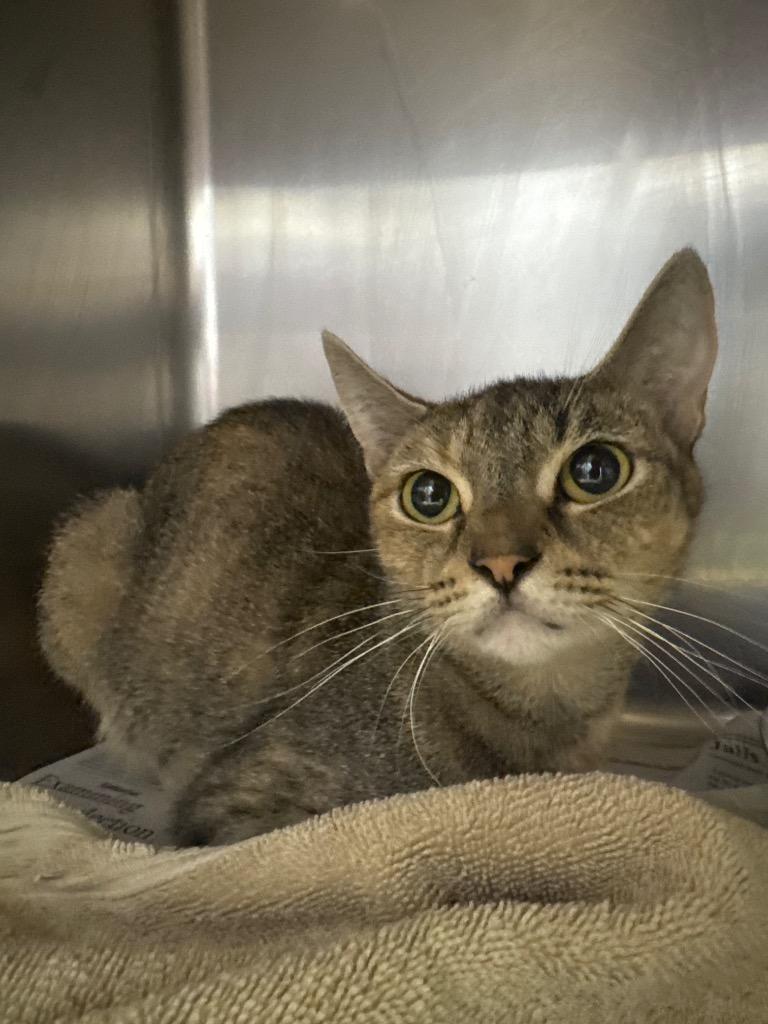 Cocoa, Adoptable, Young Female Domestic Short Hair.