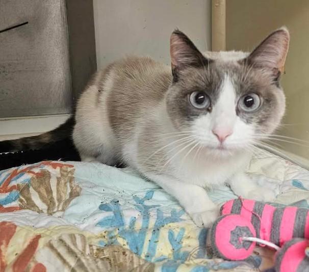 Storm, an adoptable Siamese in Chappell, NE, 69129 | Photo Image 2