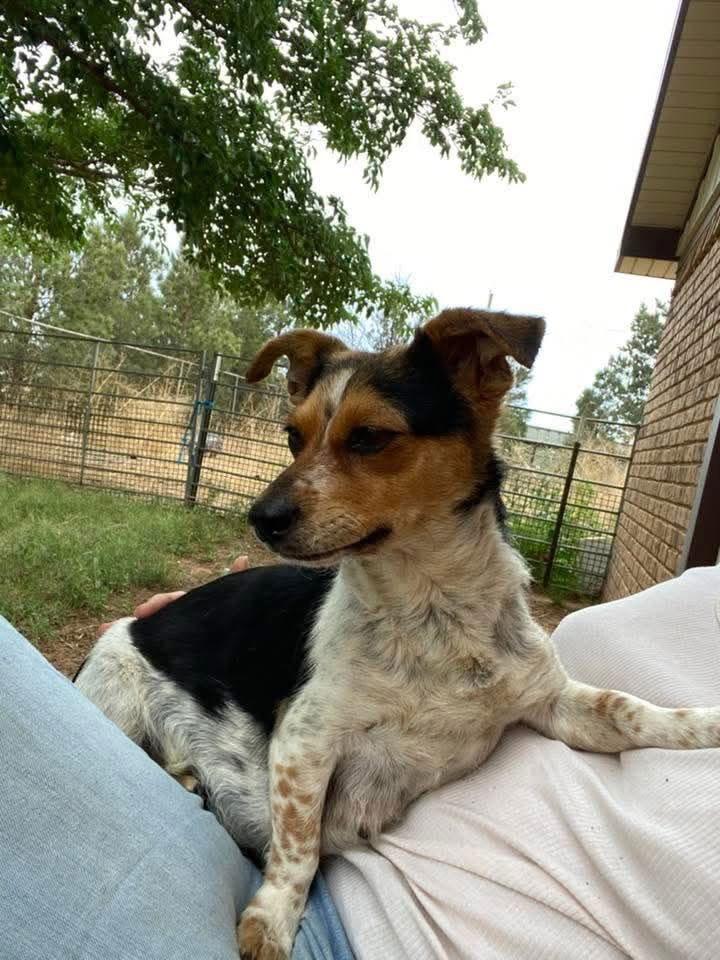 Treasure, Adopted, Puppy Female Terrier.