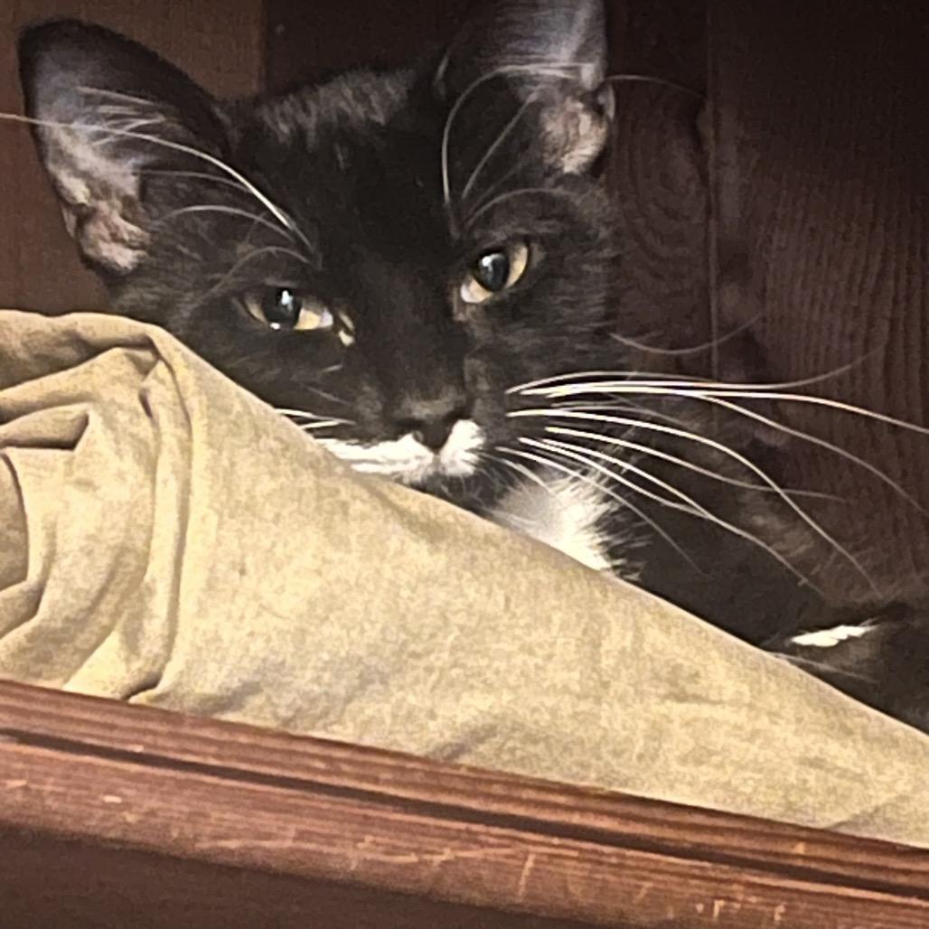 Enlarge Sailor Cat Junie, a Adoptable Domestic Short Hair in Tacoma, WA image 1/4