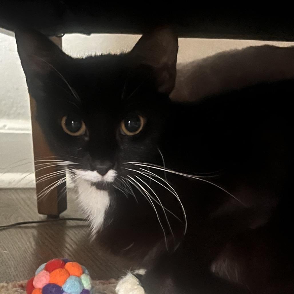 Enlarge Sailor Cat Junie, a Adoptable Domestic Short Hair in Tacoma, WA image 2/4