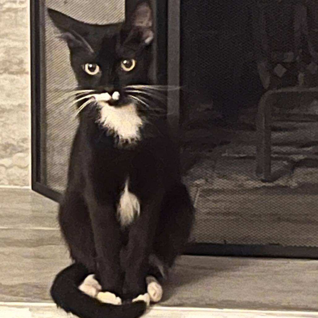 Enlarge Sailor Cat Junie, a Adoptable Domestic Short Hair in Tacoma, WA image 3/4