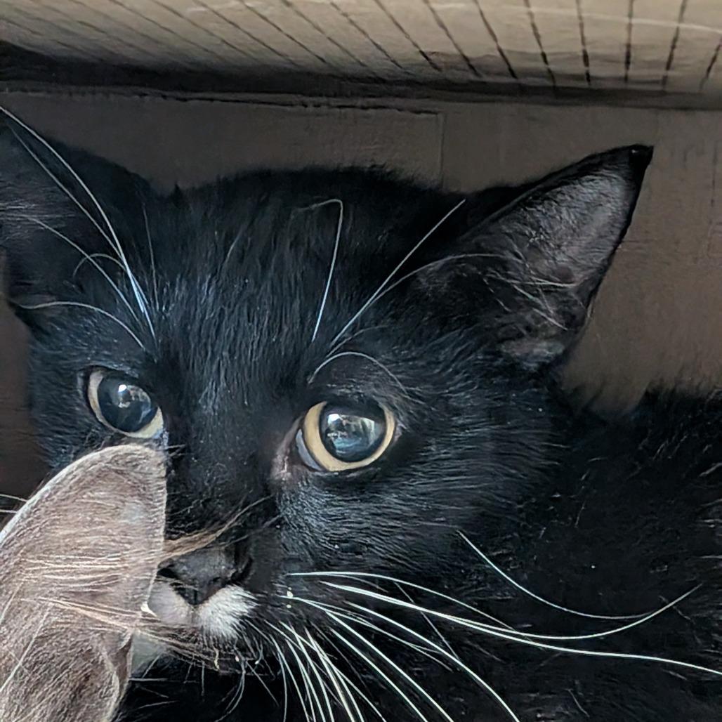 Enlarge Sailor Cat Junie, a Adoptable Domestic Short Hair in Tacoma, WA image 4/4