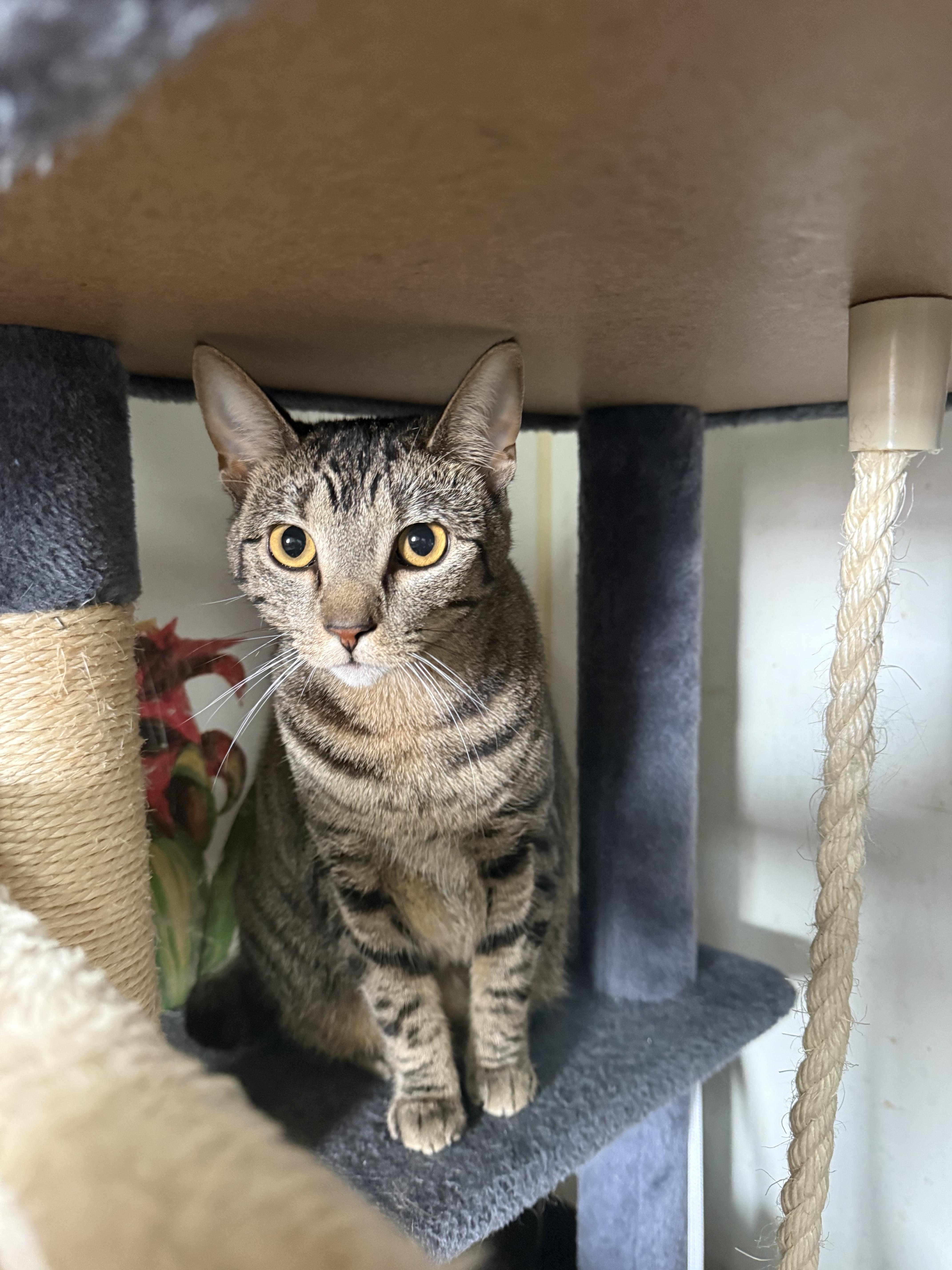 Stevie, Adoptable, Adult Female Domestic Short Hair.