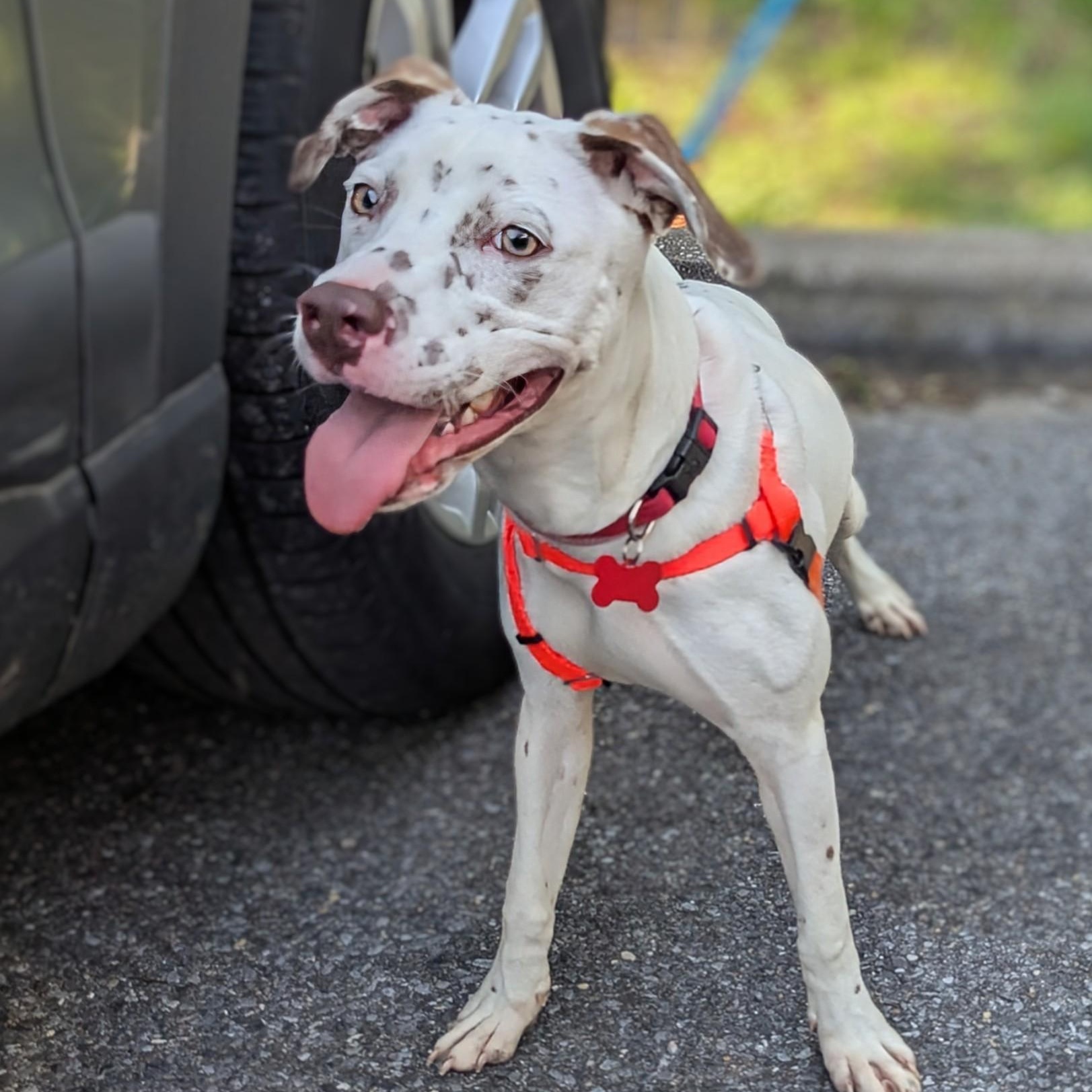 Mitzi, Young Female Catahoula Leopard Dog