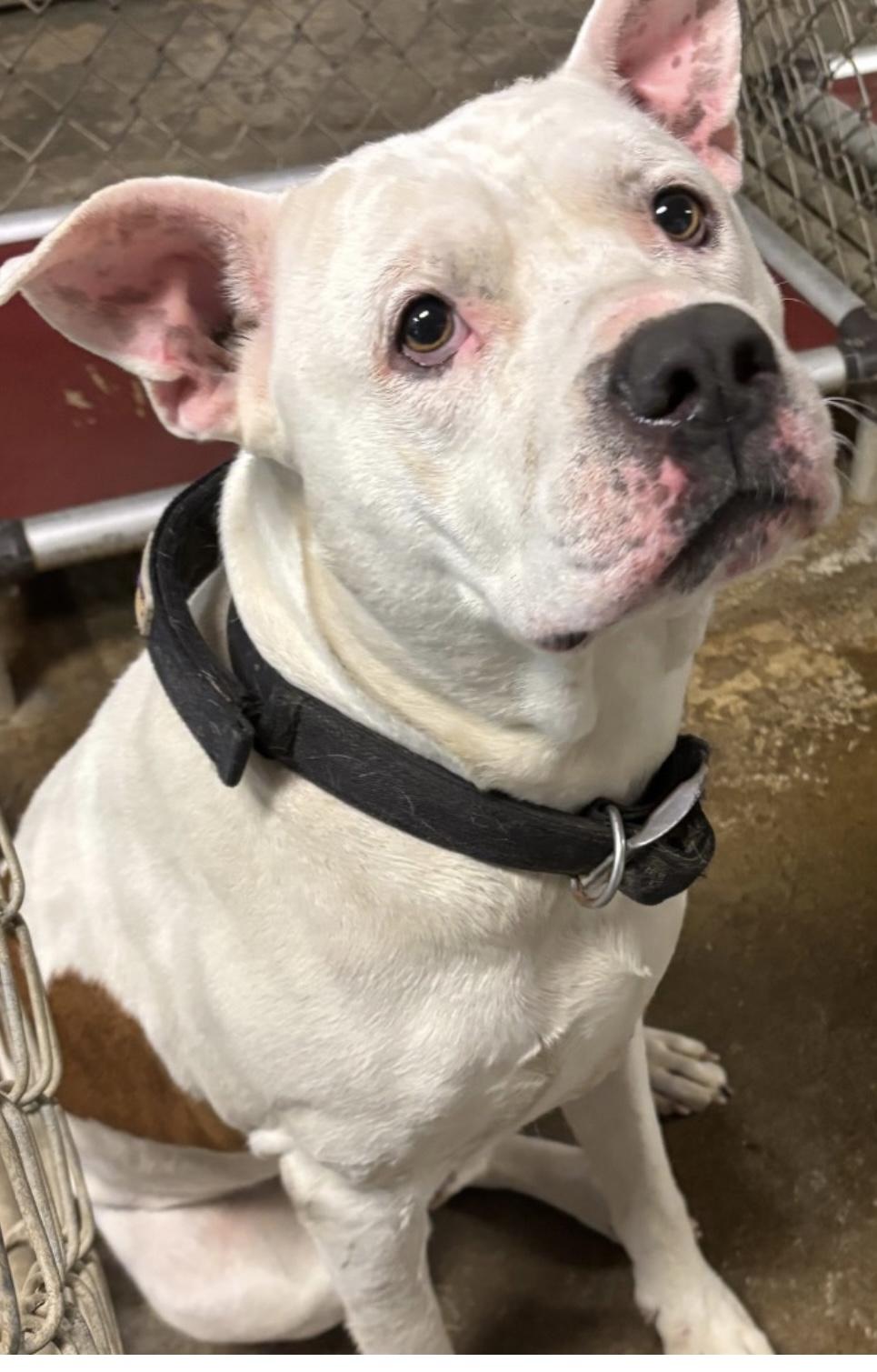 Patch AVAILABLE, Adult Male American Bulldog