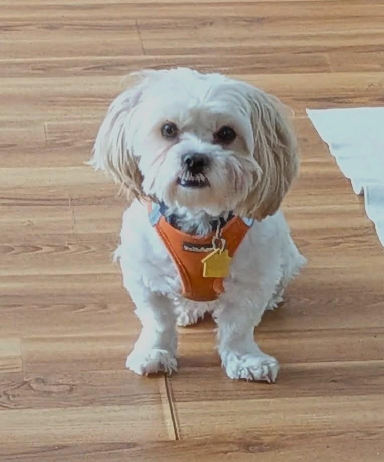 Enlarge Milo, a ADOPTABLE Shih Tzu in Crompond, NY image 2/2