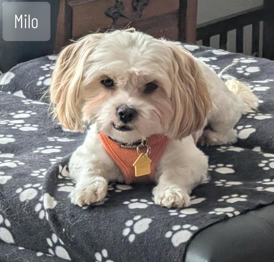 Milo, ADOPTABLE, Young Male Shih Tzu.