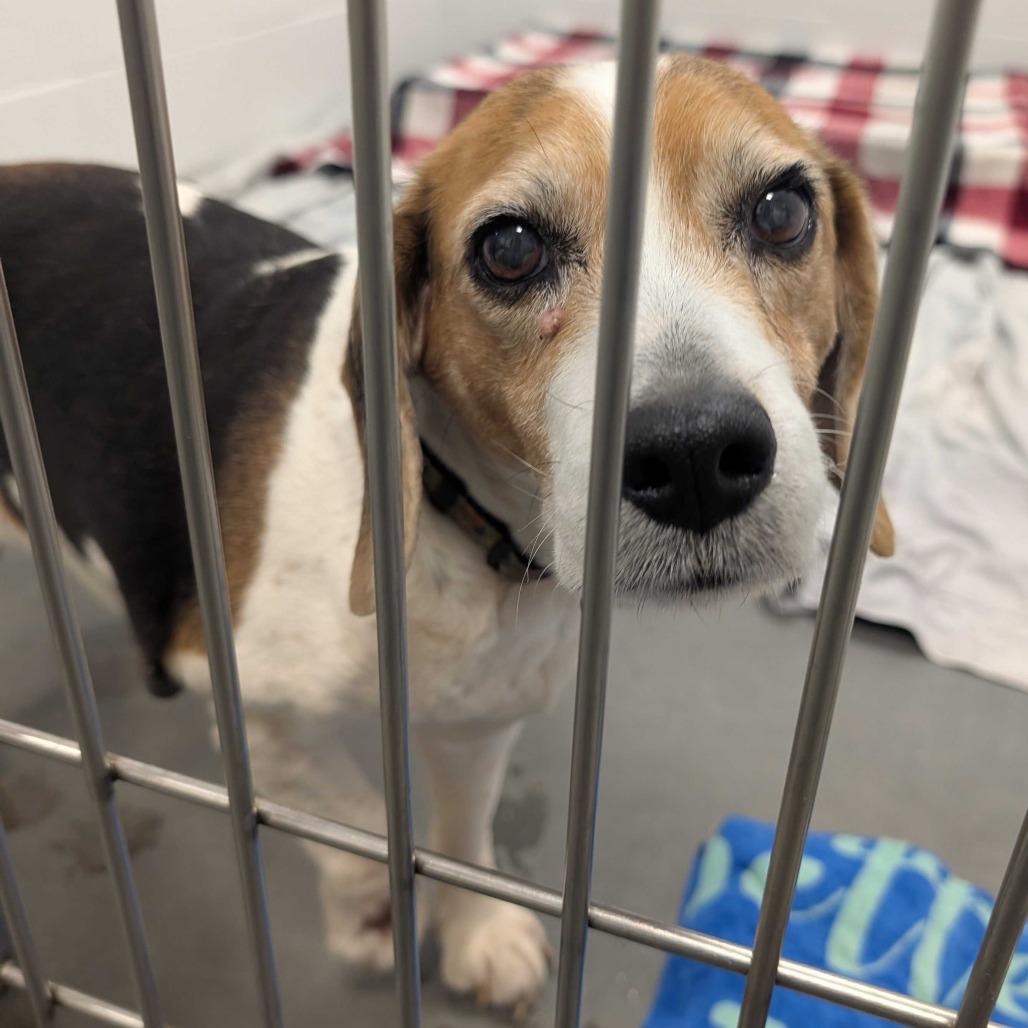 Enlarge Tootsie, a Adoptable Beagle in Dover, NH image 1/6