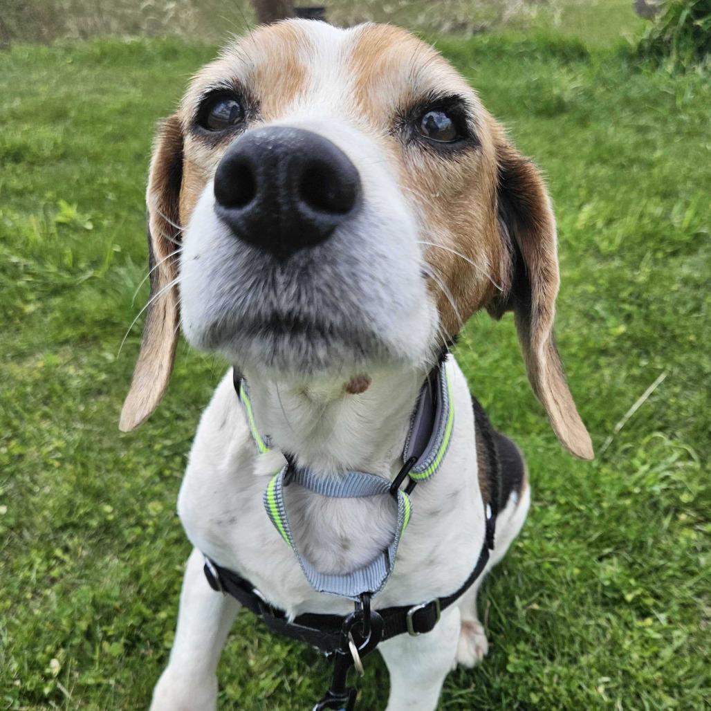Enlarge Tootsie, a Adoptable Beagle in Dover, NH image 2/6
