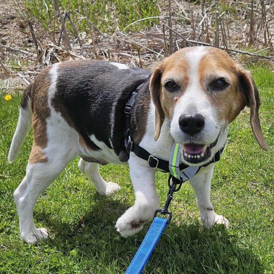 Enlarge Tootsie, a Adoptable Beagle in Dover, NH image 3/6