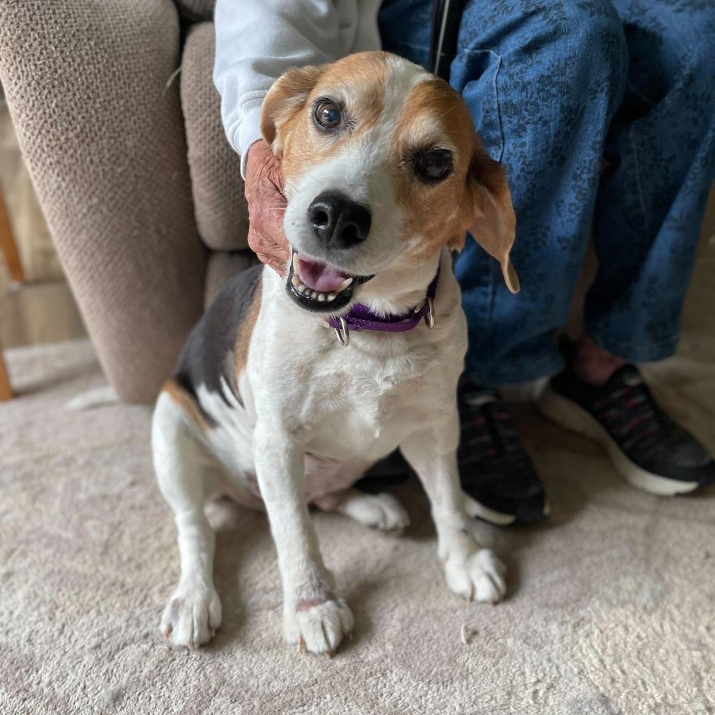 Enlarge Tootsie, a Adoptable Beagle in Dover, NH image 4/6