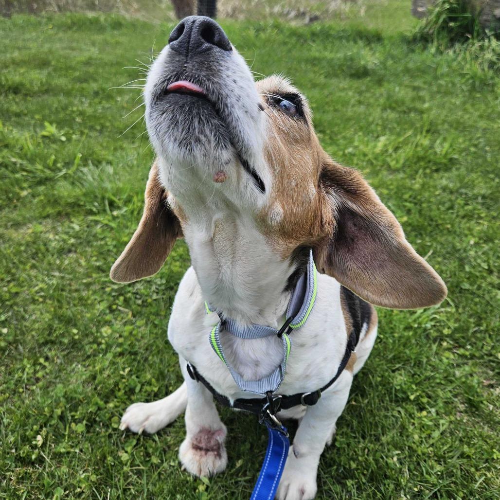 Enlarge Tootsie, a Adoptable Beagle in Dover, NH image 5/6