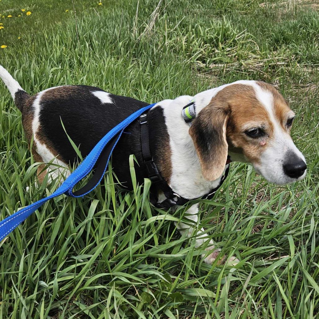 Enlarge Tootsie, a Adoptable Beagle in Dover, NH image 6/6