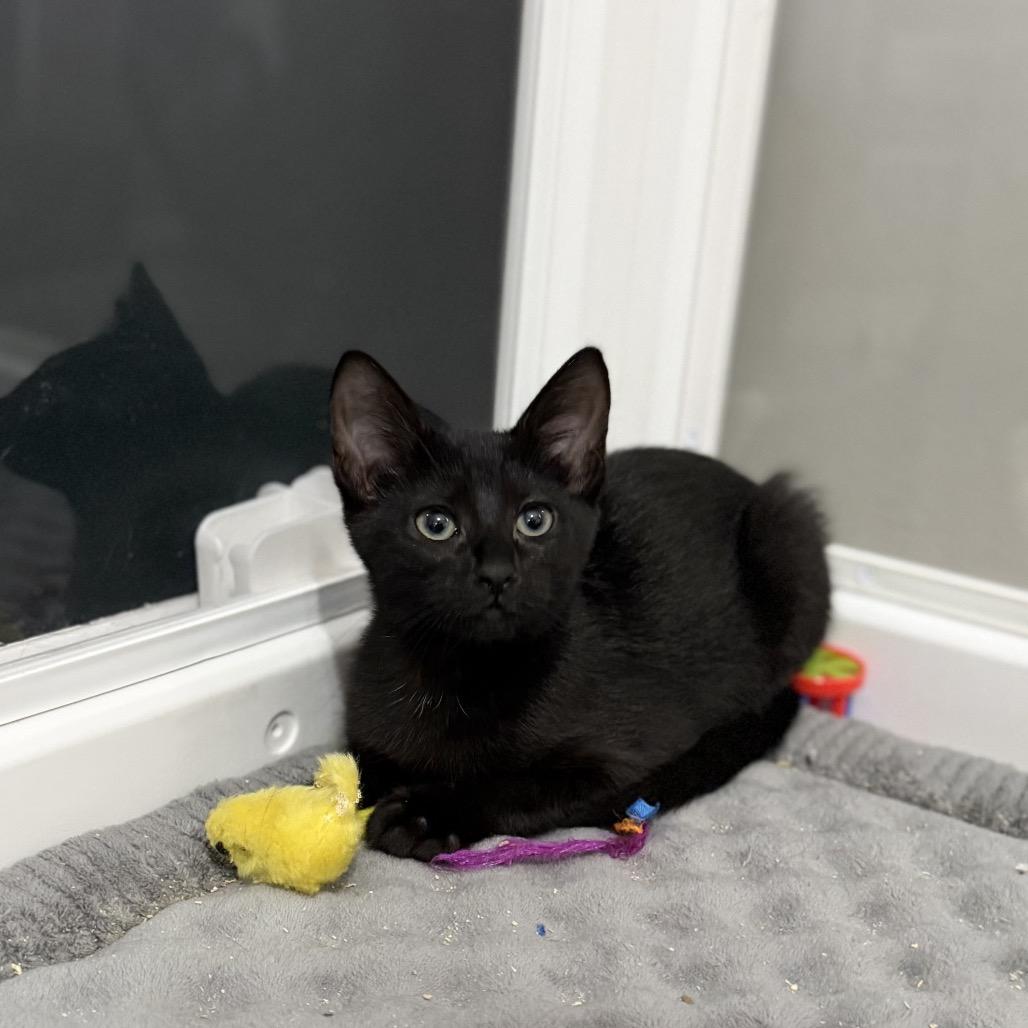 Christina, Adoptable, Kitten Female Domestic Short Hair.