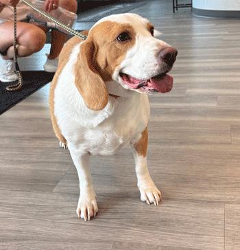 Enlarge Chloe, a Adoptable Beagle in West Decatur, PA image 2/6