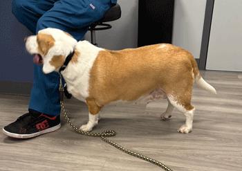 Enlarge Chloe, a Adoptable Beagle in West Decatur, PA image 6/6