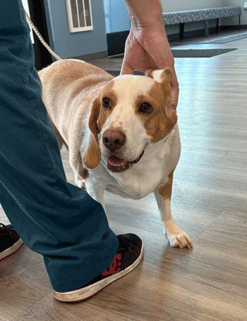 Enlarge Chloe, a Adoptable Beagle in West Decatur, PA image 3/6