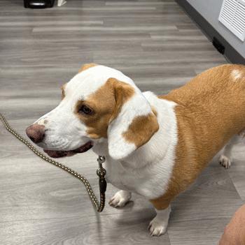 Enlarge Chloe, a Adoptable Beagle in West Decatur, PA image 5/6