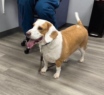 Enlarge Chloe, a Adoptable Beagle in West Decatur, PA image 1/6