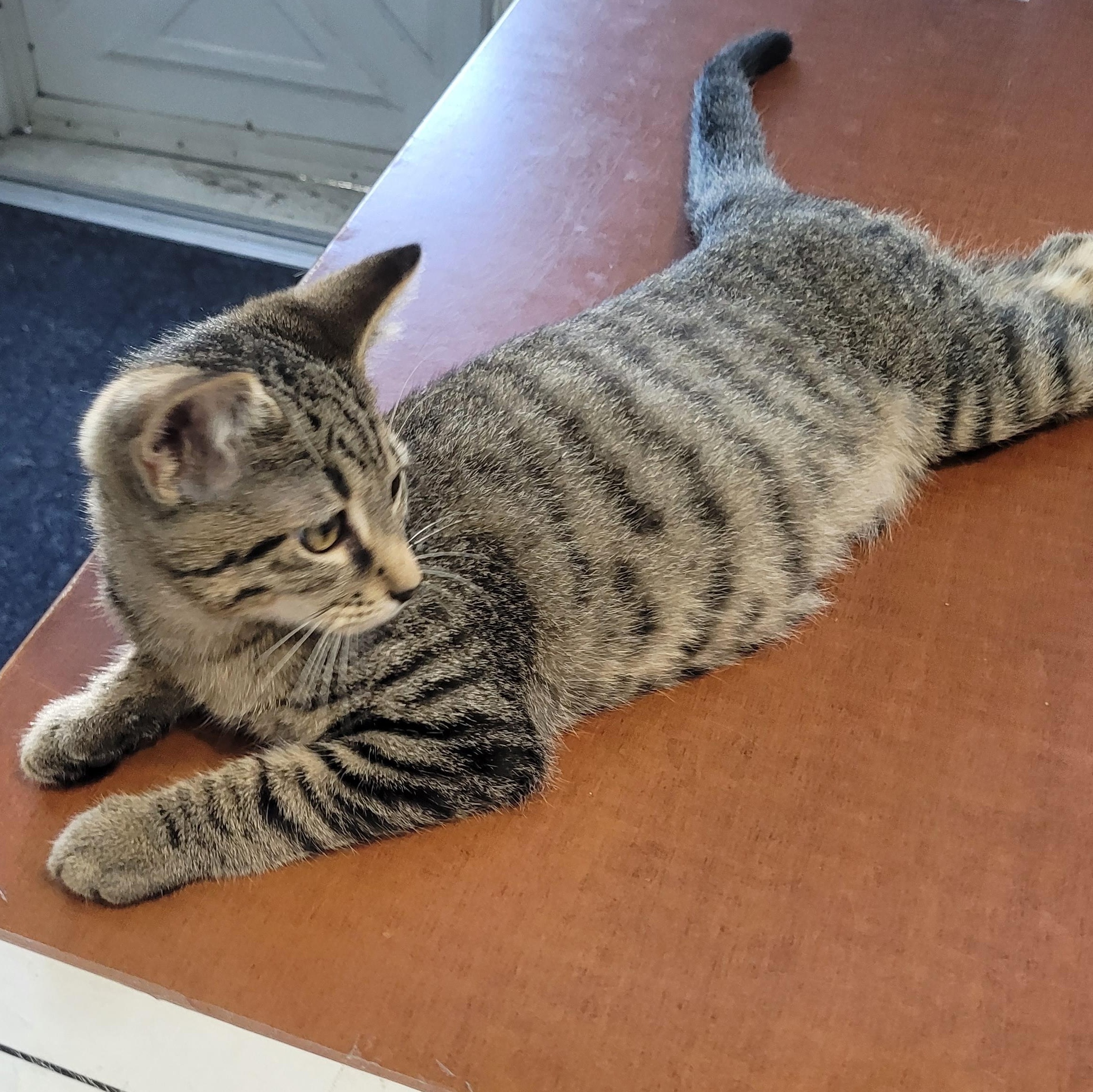 Itsy (bonded to Churu)