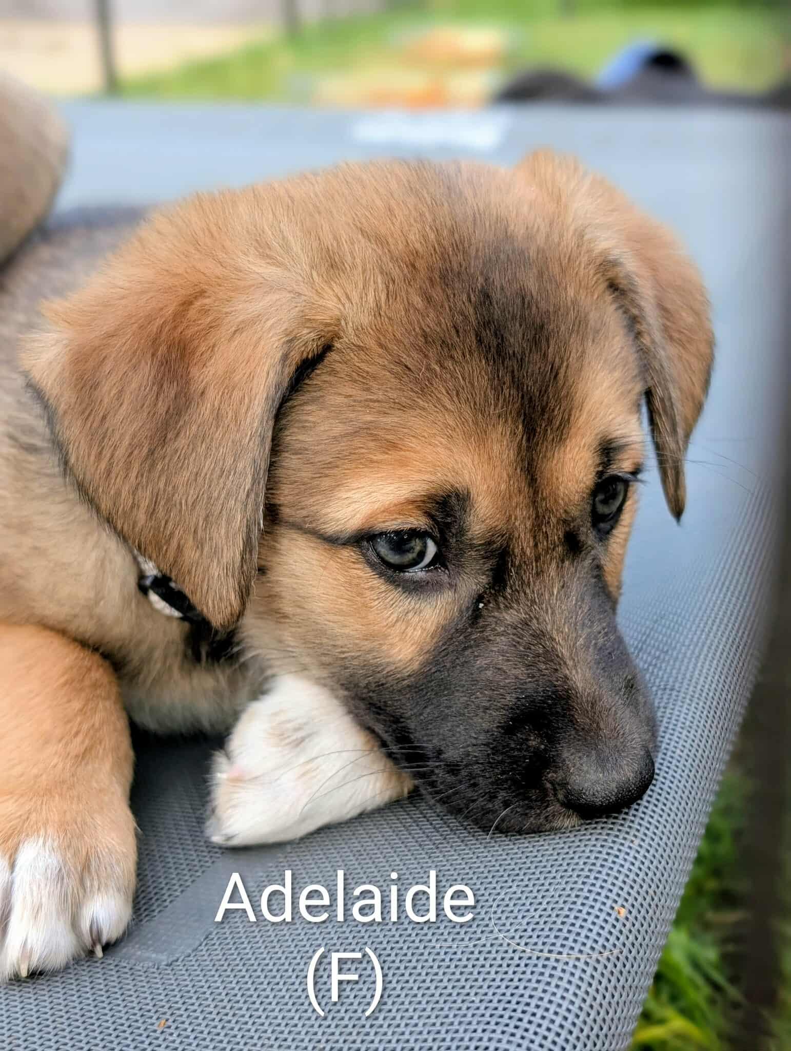 Adelaide