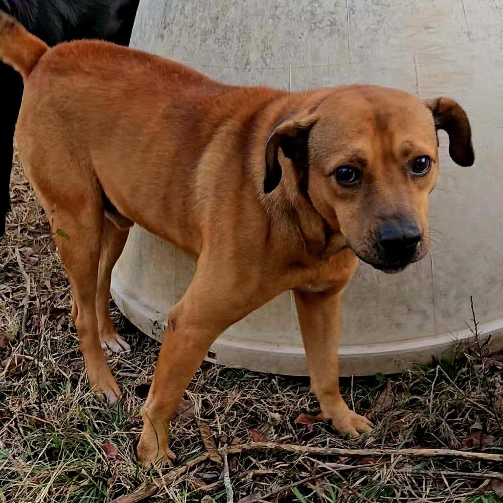 Enlarge Duke, a Adoptable Mixed Breed in Perryville, AR image 1/3