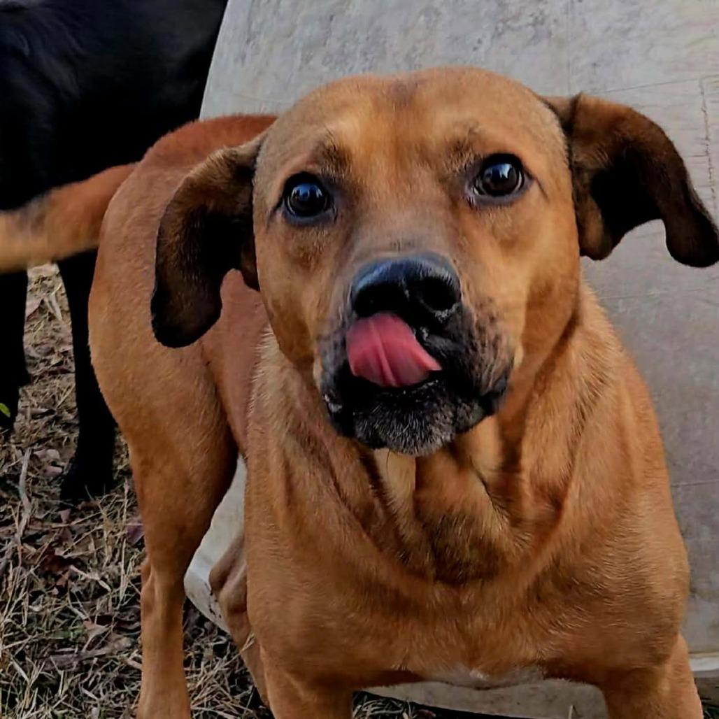 Enlarge Duke, a Adoptable Mixed Breed in Perryville, AR image 2/3