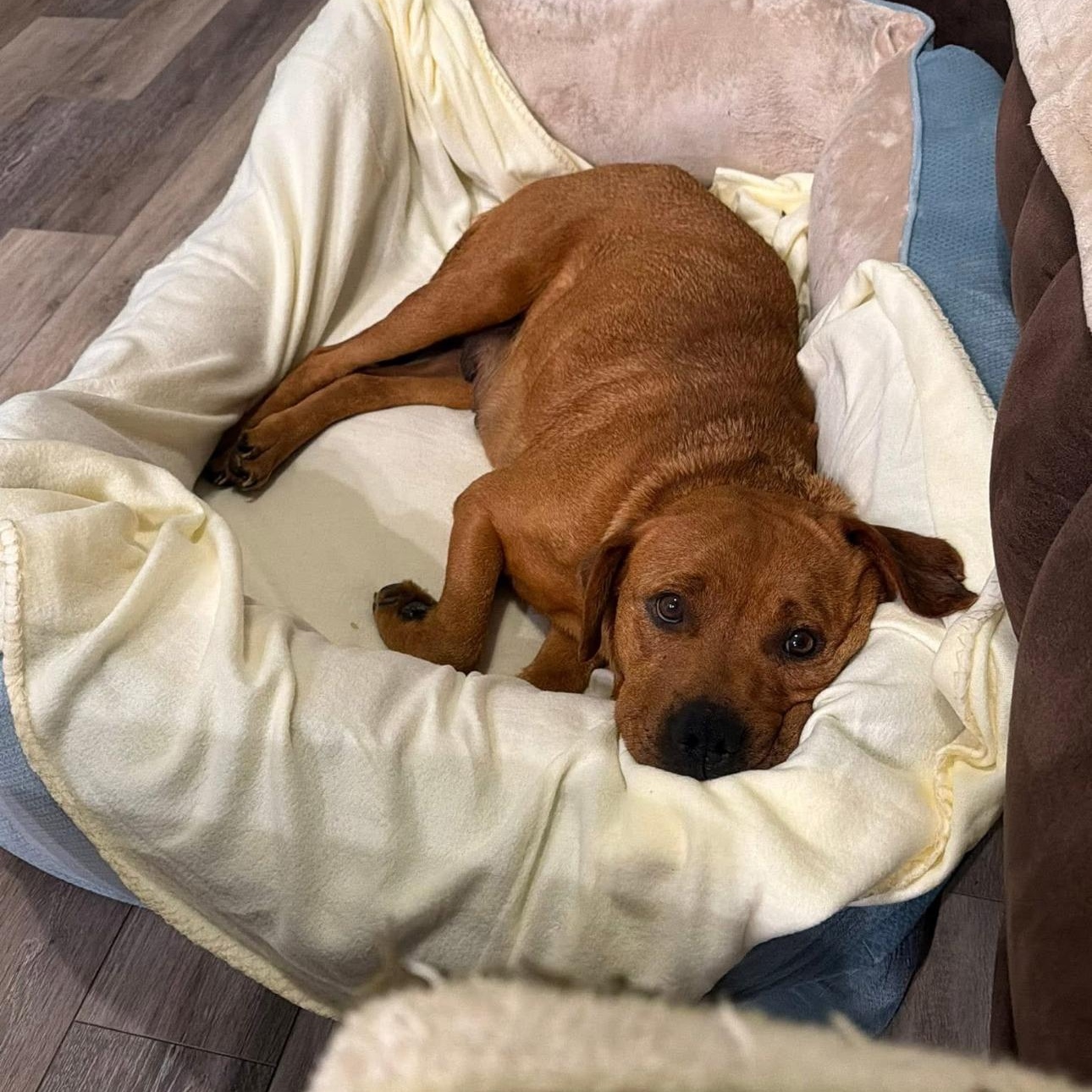 Enlarge 2164 Copper, a Adoptable mixed breed in Springfield, MO image 3/3