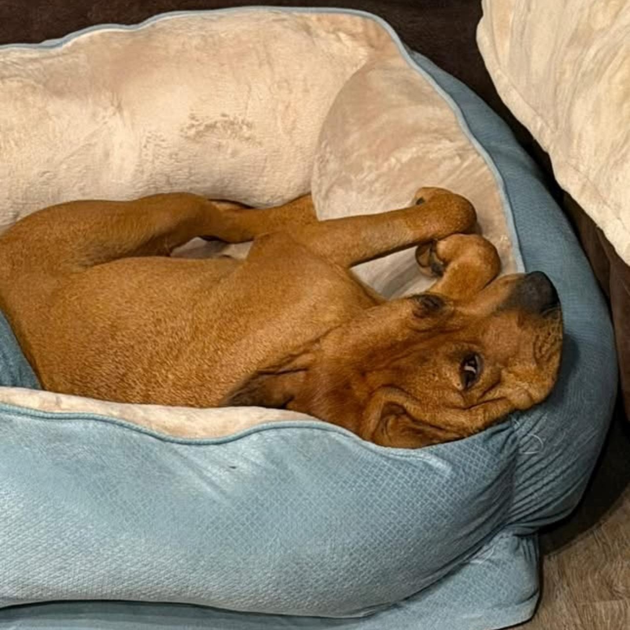 Enlarge 2164 Copper, a Adoptable mixed breed in Springfield, MO image 1/3