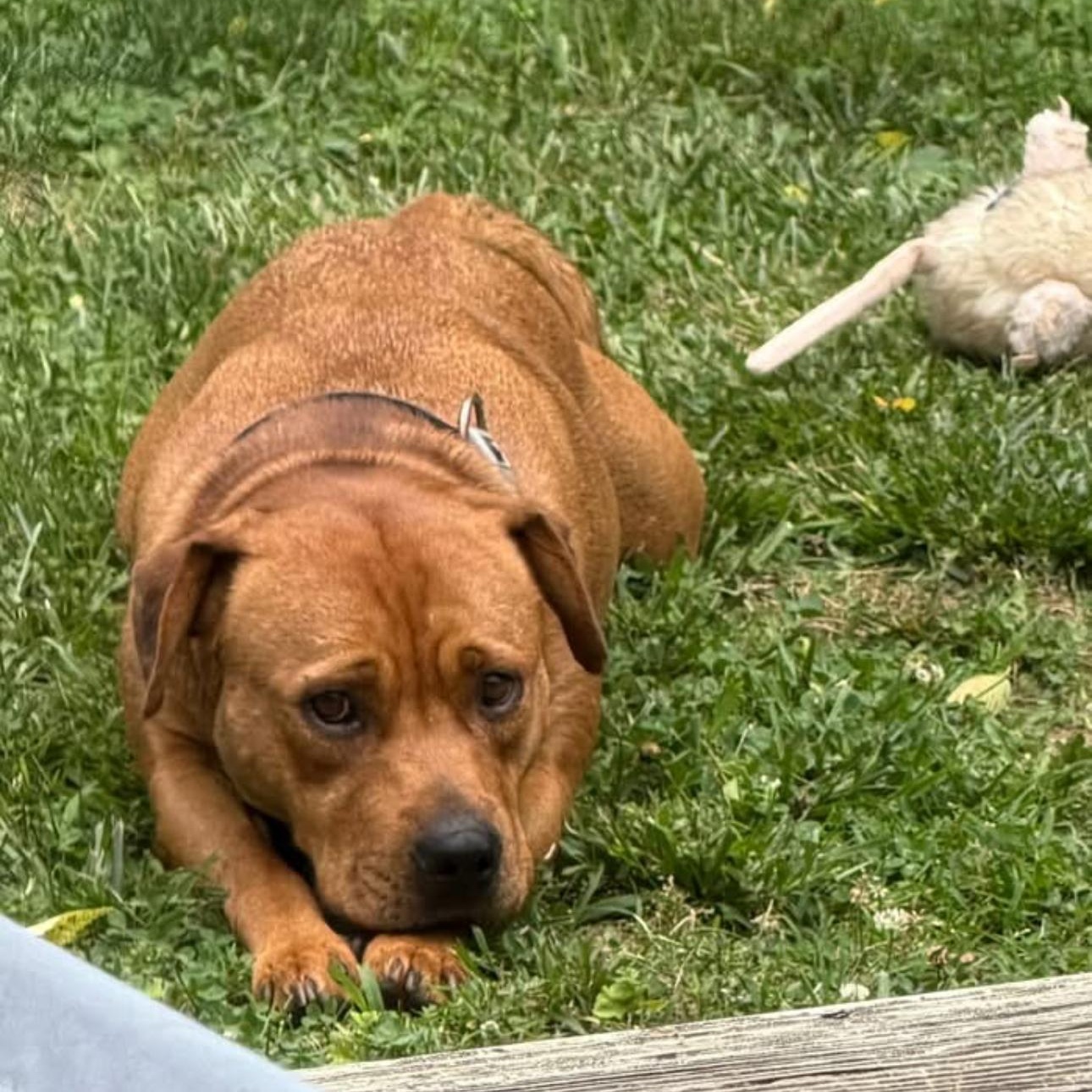 Enlarge 2164 Copper, a Adoptable mixed breed in Springfield, MO image 2/3