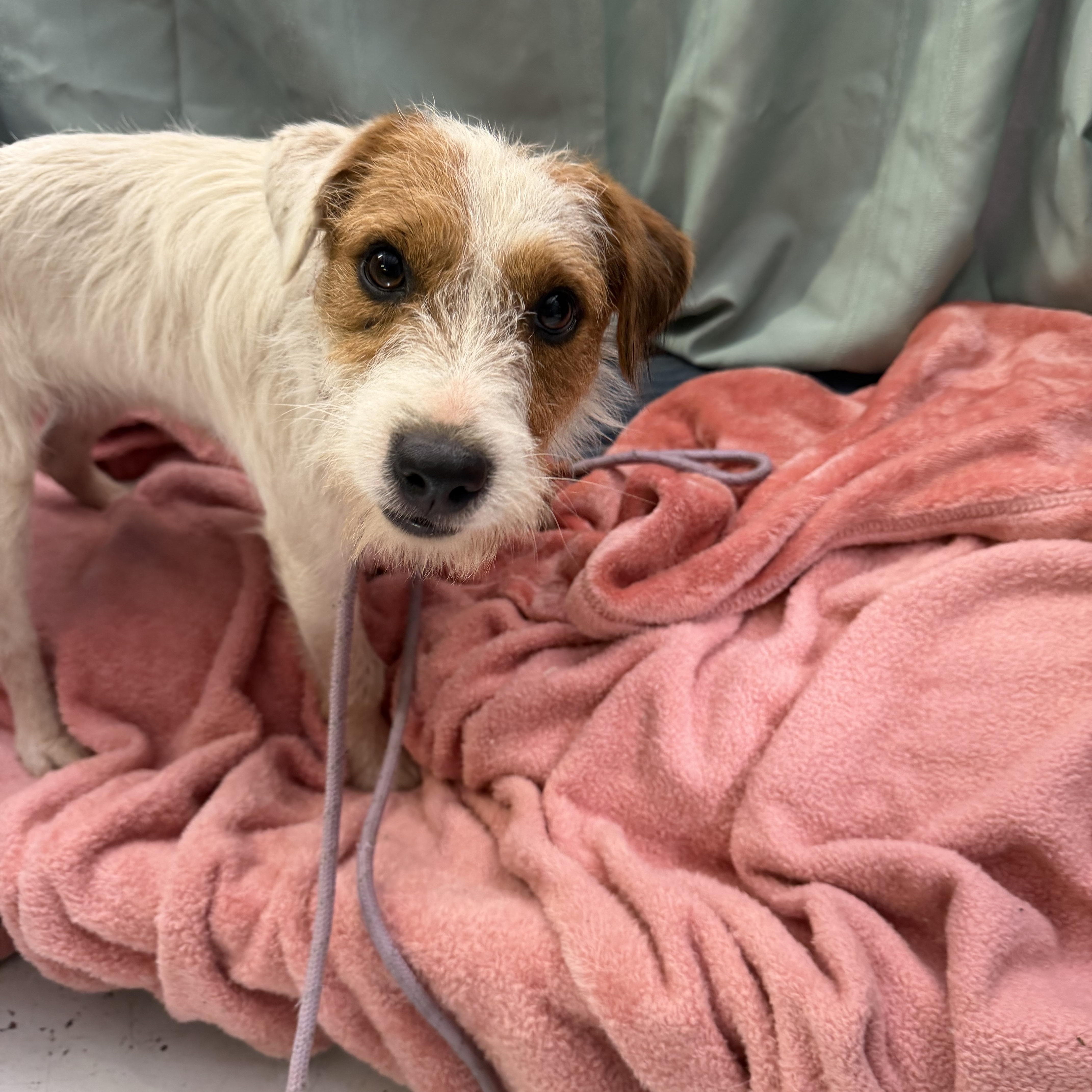 Dane Jack Russell Terrier 1-2 years photo